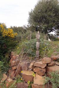 Tombes avec épitaphes en bois au Cimetière de Sidi Ali Ben Aliya à Tafraout (Commune Abou El Hassan, W. Chlef)