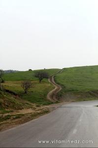 Paturages de Ghbel (Commune Talassa, W. Chlef)