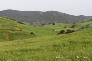 Paturages et champs de Ghbel (Commune Talassa, W. Chlef)