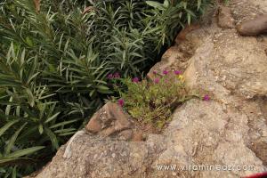 Aqueduc de Ghbel, vestiges romains (Commune Talassa, W. Chlef) ou ce qu\'il en reste