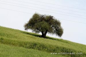 Champs de blé et olivier de Ghbel (Commune Talassa, W. Chlef)