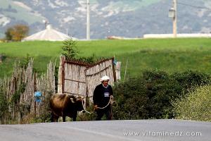 Bovins à Boukirate, commune de Talassa (W. Chlef)
