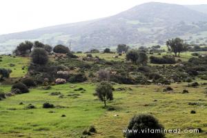 Tombeaux de l\'époque romaine au cimetière de Sidi Mohamed Benziane à Boukirate (commune de Talassa, Wilaya de Chlef)