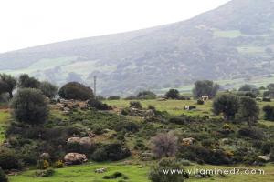 Tombeaux de l\'époque romaine au cimetière de Sidi Mohamed Benziane à Boukirate (commune de Talassa, Wilaya de Chlef)