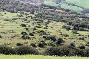 Tombeaux de l\'époque romaine au cimetière de Sidi Mohamed Benziane à Boukirate (commune de Talassa, Wilaya de Chlef)