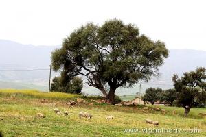 Vestiges romains du palais de Boukirate (Commune Talassa) aujourd\'hui disparu