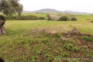 Blocs de pierres des Vestiges romains du palais de Boukirate (Commune Talassa) aujourd\'hui disparu