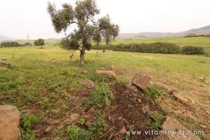 Les Vestiges romains du palais de Boukirate (Commune Talassa) aujourd\'hui disparu