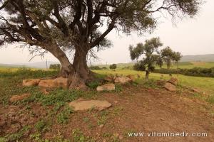 Sous cet olivier Vestiges romains du palais de Boukirate (Commune Talassa) aujourd\'hui disparu