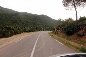 Forets près de Talassa commune de la wilaya de Chlef