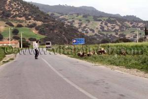 Bergers Talassa commune de la wilaya de Chlef