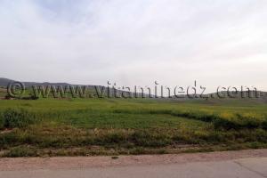 Champs et paturages à Talassa commune de la wilaya de Chlef