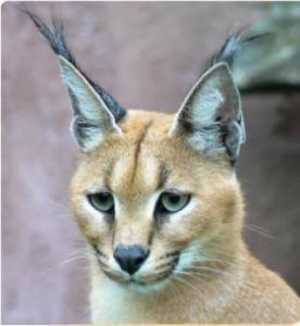 Algérie - Lynx caracal: Menace sur un de nos derniers félins