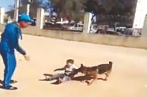 Algérie - Le phénomène fait l’actualité après l’attaque contre un enfant à Oran:  Plus de 100.000 morsures de chiens par an