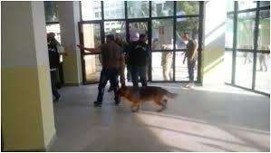 Scènes de Violence à l'INATAA de Constantine: Trente blessés dont dix par morsures de chiens