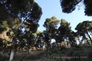 La forêt du petit perdreau, baricadée par du fil barbelé ...