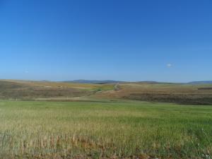 Constantine - La production de céréales menacée par la sécheresse