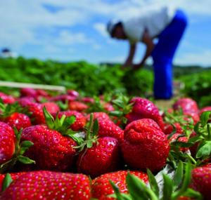 la culture de la fraise gagne du terrain à jijel:  Menace sur les produits maraîchers ?