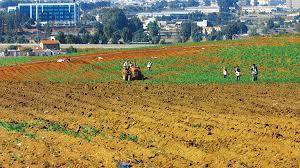 Alger -  Main basse sur les terres agricoles  Urbanisation sans limite