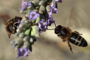 Planète - Etats-Unis: Quand Barack Obama veut sauver les abeilles