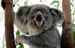 Planète - Australie: Le koala déclaré «espèce vulnérable»