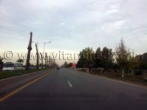 Oran, libérez les palmiers ...