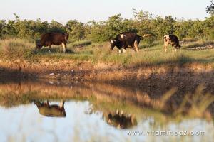 Vaches laitières Oued Ennachef du coté de Tirny