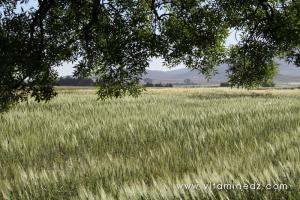 Champs de céréales du coté de Tirny