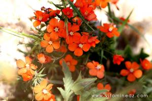 Fleurs sauvages, Oued Ennachef du coté de Tirny