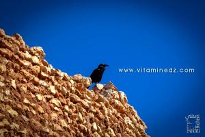 Un corbeau  unique habitant du Ksar Draa - Timimoun