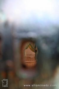 Tlemcen - Makam Sidi Abdelkader Al Jilani