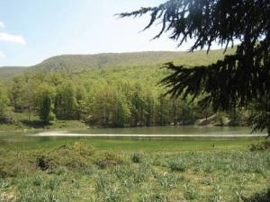 Béjaia -  Pour des forêts propres et mieux protégées