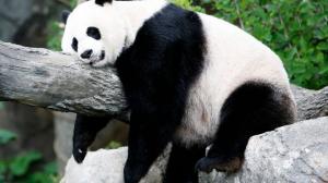 Planète - La sixième extinction animale de masse a débuté