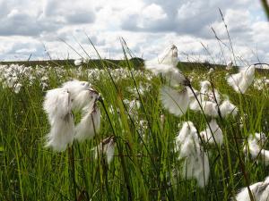 beaux cheveux d'ange!!!