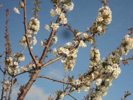 Cerisier en fleurs