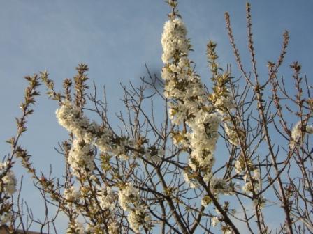 Cerisier en fleurs