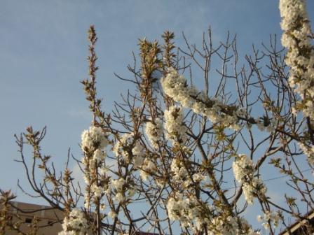 Cerisier en fleurs