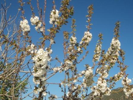 Cerisier en fleurs