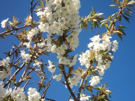 Cerisier en fleurs