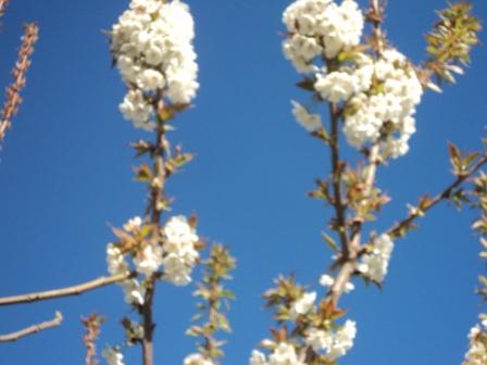 Cerisier en fleurs