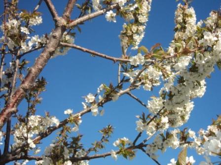 Cerisier en fleurs