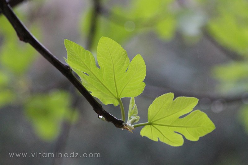 Le figuier arbre par excellence algérien