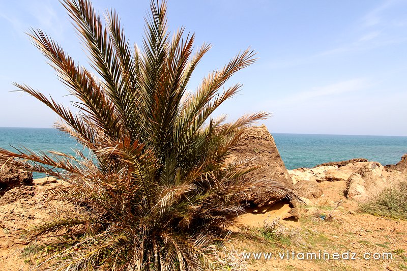 Ce qui reste de La nécropole phénicienne de Ténes (W. Chlef) tombeaux creusés dans la roche