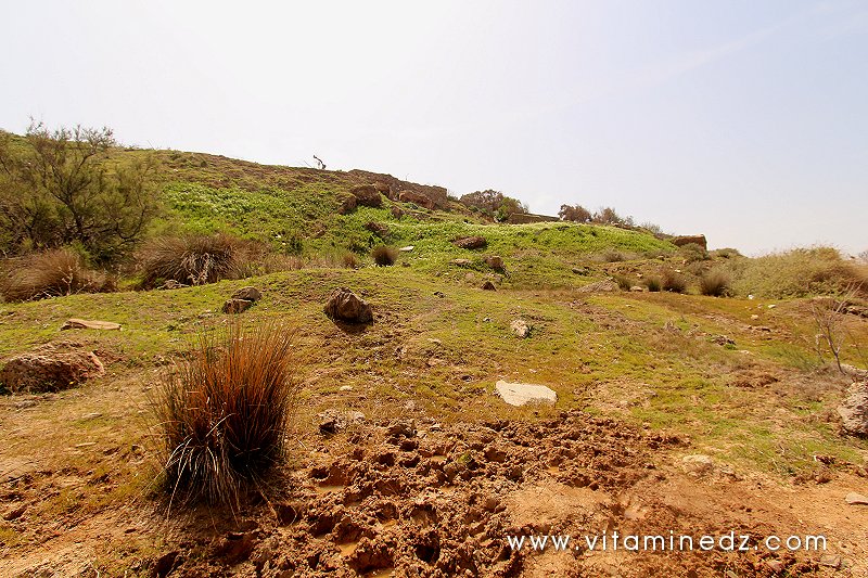Gravats et remblais couvrant La nécropole phénicienne de Ténes (W. Chlef) tombeaux creusés dans la roche