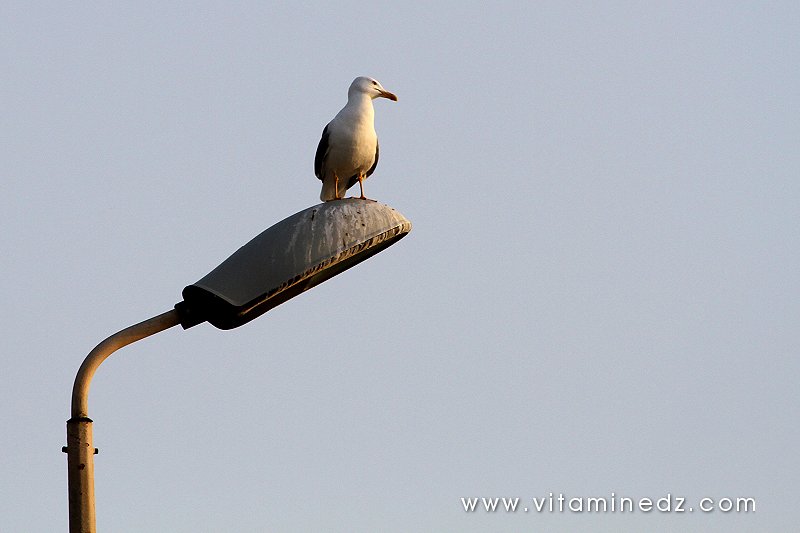 Albatros au Port de pêche à Tenes (W. Chlef)
