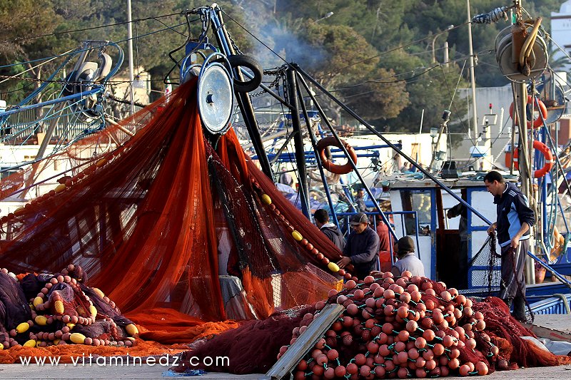 Sardiniers au Port de pêche à Tenes (W. Chlef)