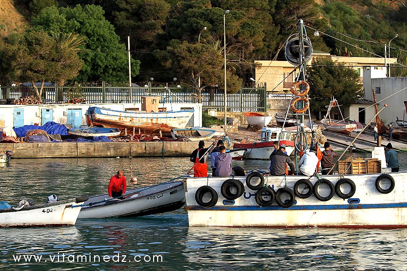 Sardinier, Port de pêche à Tenes (W. Chlef)