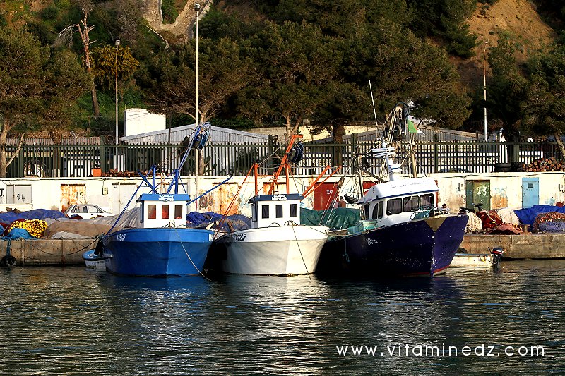 Port de pêche à Tenes (W. Chlef)