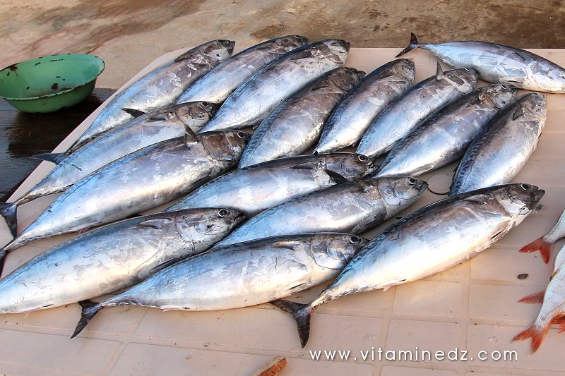 Poisson frais, Port de pêche à Tenes (W. Chlef)