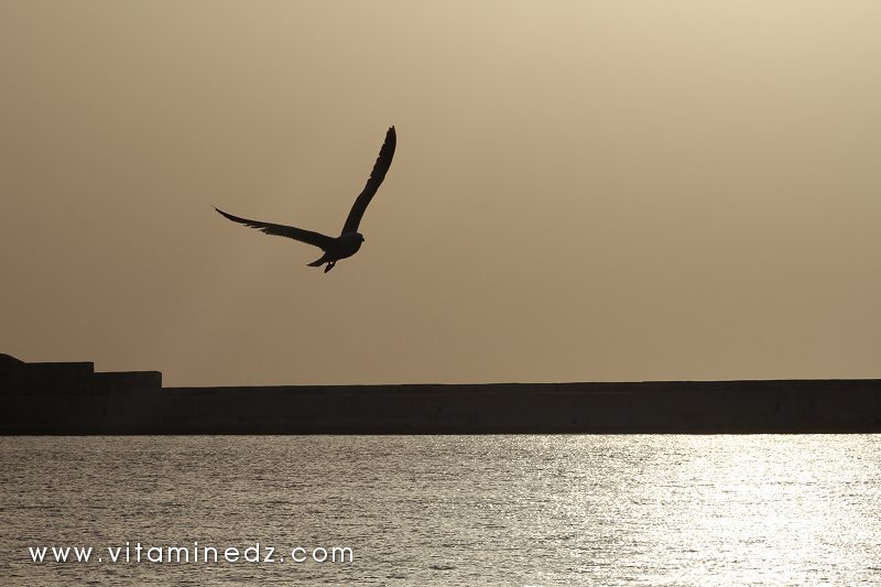Mouette, Port de pêche à Tenes (W. Chlef)